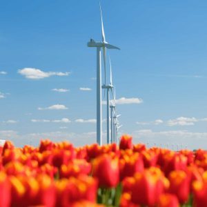 Field-with-tulips-and-wind-turbines-a-wind-genera-2024-05-20-19-40-22-utc-qwd4xdtdtk1rnzq98t54b38kp0l76ur9edbezbko8o
